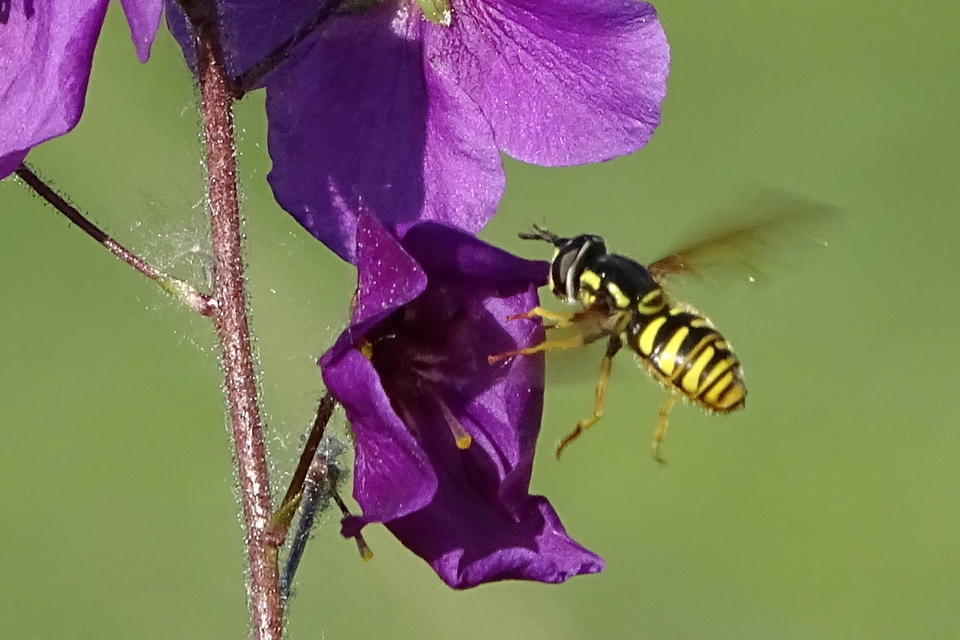Chrysotoxum