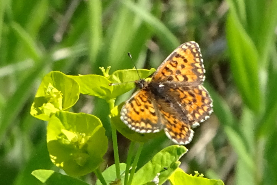 Melitaea trivia - kis tarkalepke