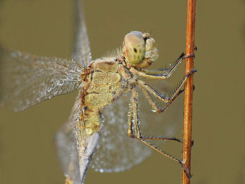 Sympetrum meridionale - fakó katona-szitakötő