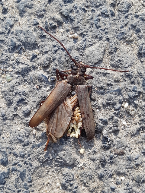 Aegosoma scabricorne - diófacincér