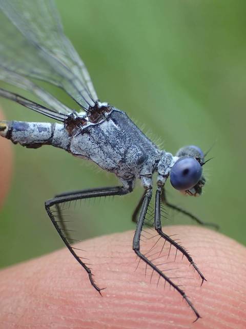 Lestes macrostigma - nagyfoltos rablószitakötő