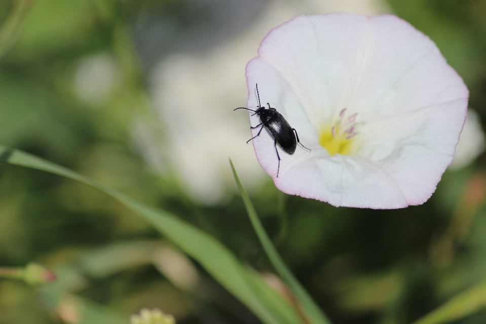 Podonta nigrita - szerecsenbogár