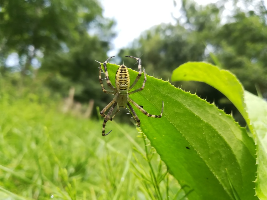 Argiope bruennichi - darázspók