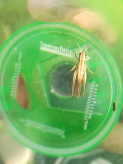 Euchorthippus declivus - rövidszárnyú rétisáska