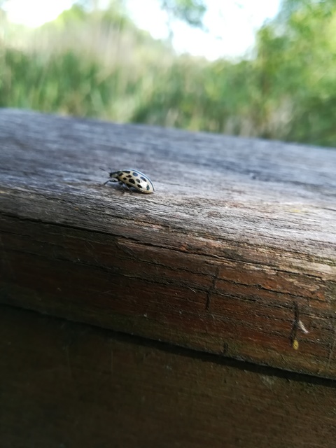 Chrysomela vigintipunctata - húszfoltos fűzlevelész Chrysomela vigintipunctata - húszfoltos fűzlevelész