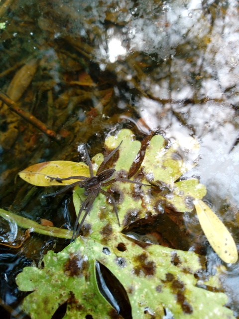 Dolomedes plantarius/fimbriatus