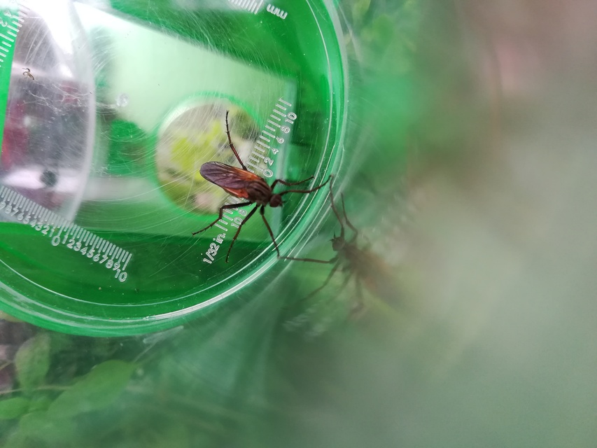 Empis
