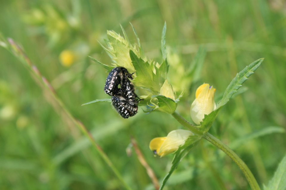 Oxythyrea funesta - sokpettyes virágbogár