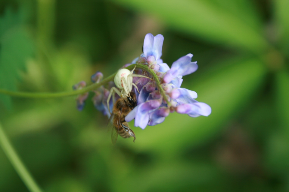 Misumena vatia - viráglakó karolópók