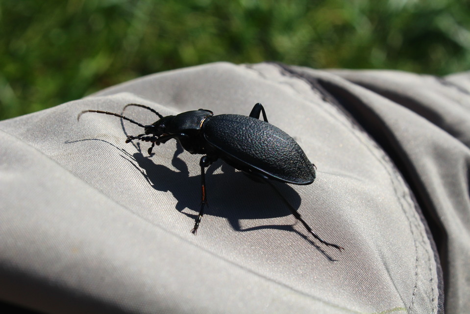 Carabus coriaceus - bőrfutrinka