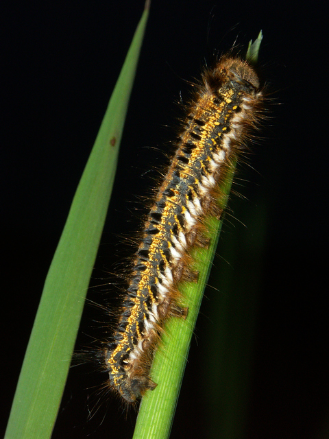 Euthrix potatoria - szomjas pohók