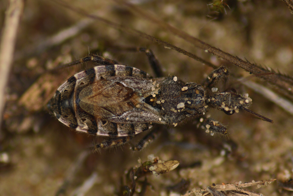 Coranus