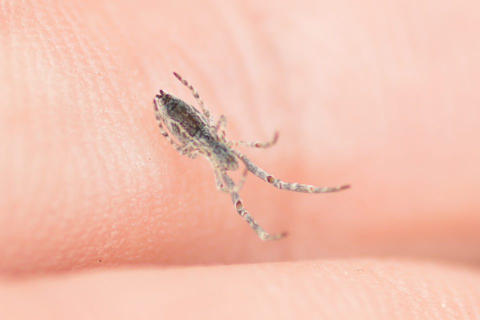 Uloborus walckenaerius - derespók