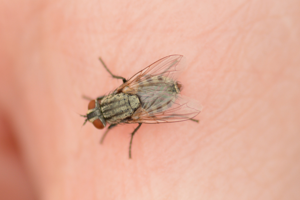 Sarcophagidae - húslégyfélék