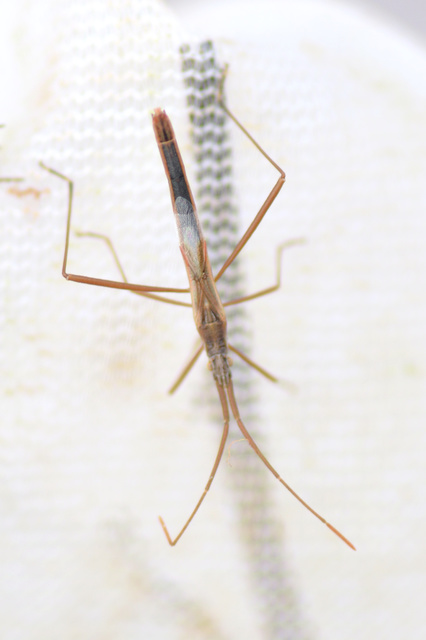 Chorosoma