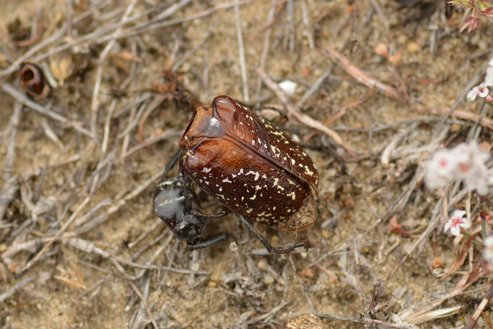 Polyphylla fullo - csapó cserebogár
