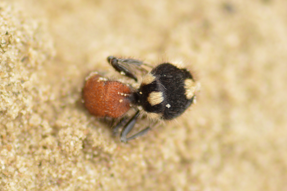 Mutillidae - hangyadarazsak