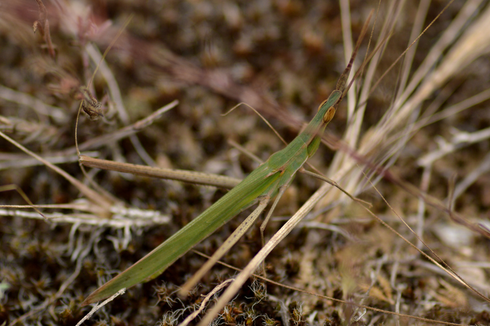 Acrida ungarica - sisakos sáska Acrida ungarica - sisakos sáska