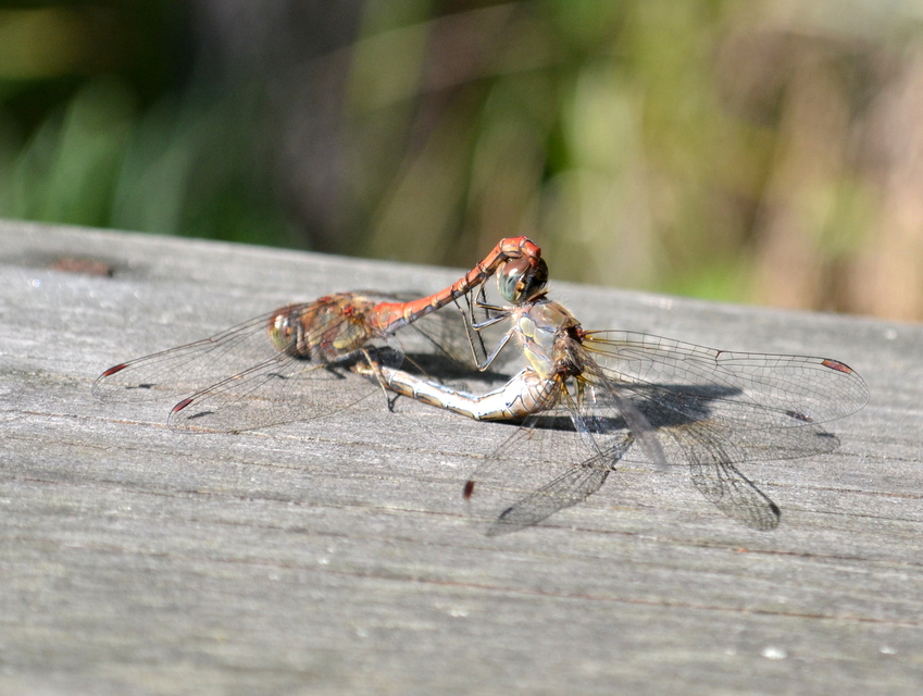 Sympetrum striolatum - harántsávos katona-szitakötő