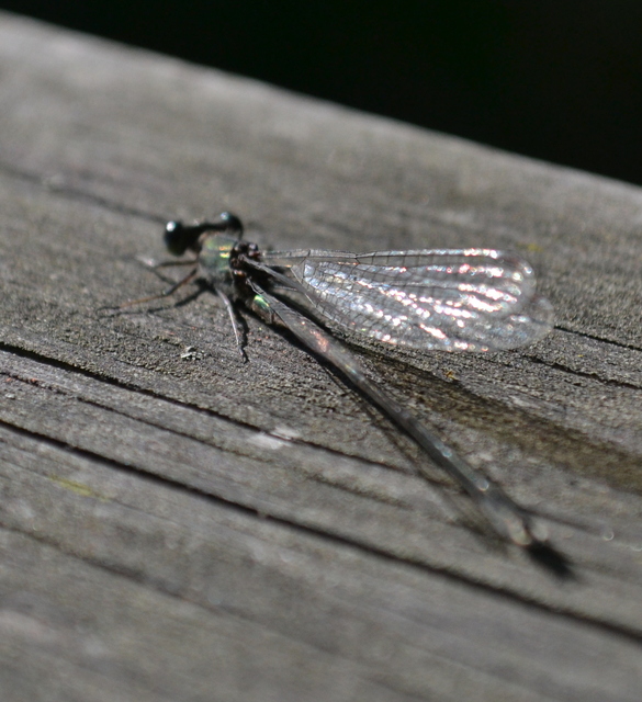 Chalcolestes viridis/parvidens