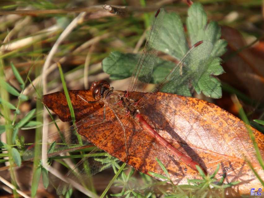 Sympetrum meridionale - fakó katona-szitakötő