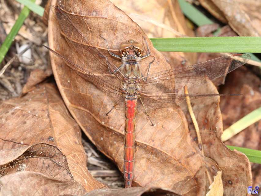 Sympetrum vulgatum - barkós katona-szitakötő