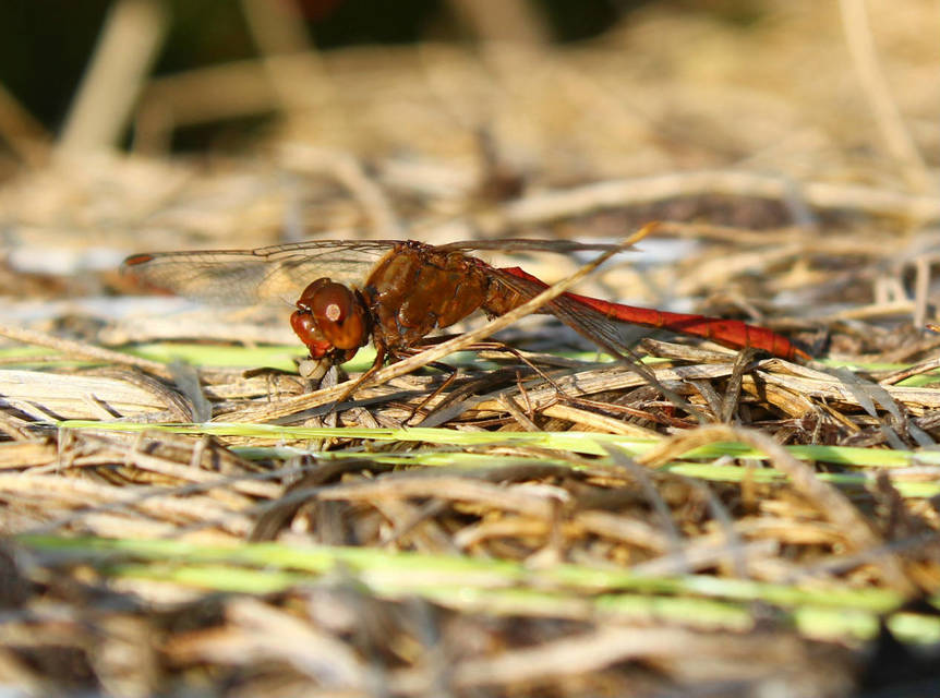 Sympetrum meridionale - fakó katona-szitakötő