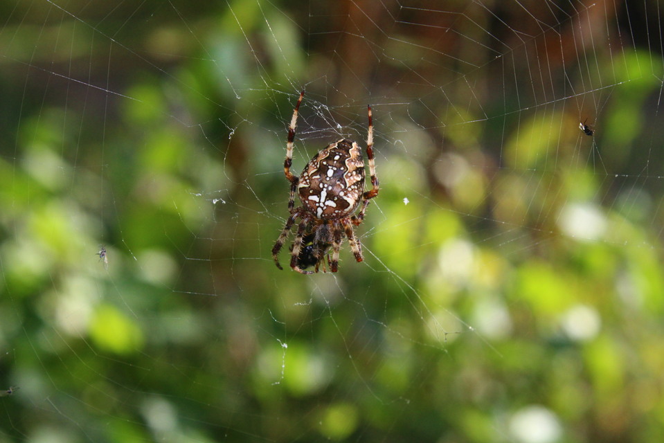 Araneus diadematus - koronás keresztespók