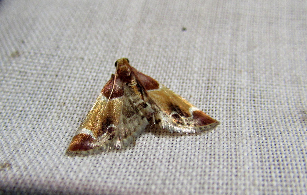 Pyralis farinalis - lisztilonca