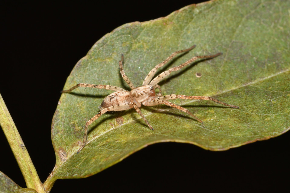 Anyphaena accentuata - jegyespók