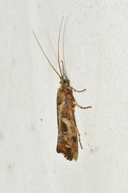 Trichoptera - Tegzesek
