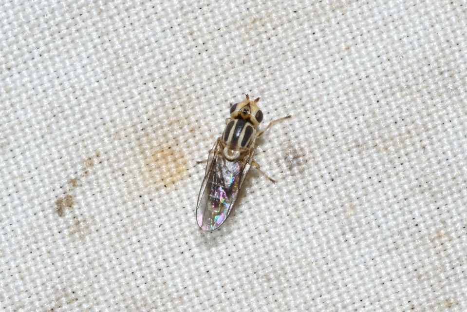 Chlorops