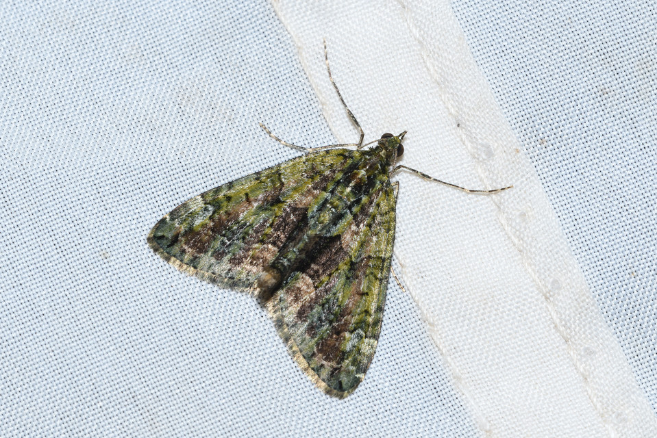 Chloroclysta siterata - salátazöld araszoló