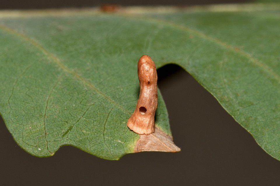 Cynips cornifex
