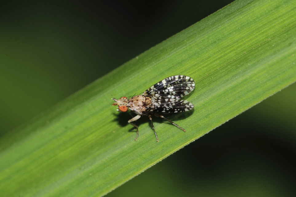 Trypetoptera punctulata - pirosszemű szarvaslégy