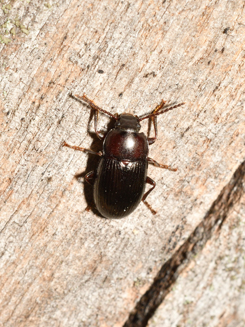 Nalassus dermestoides - rövidszárnyú gyászbogár