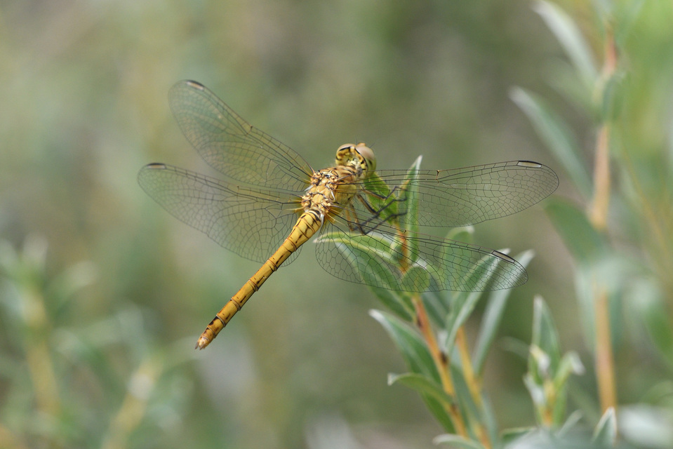 Sympetrum meridionale - fakó katona-szitakötő