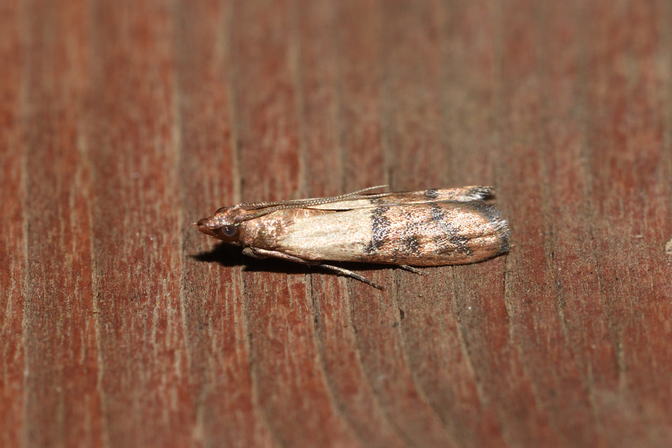 Plodia interpunctella - aszalványmoly