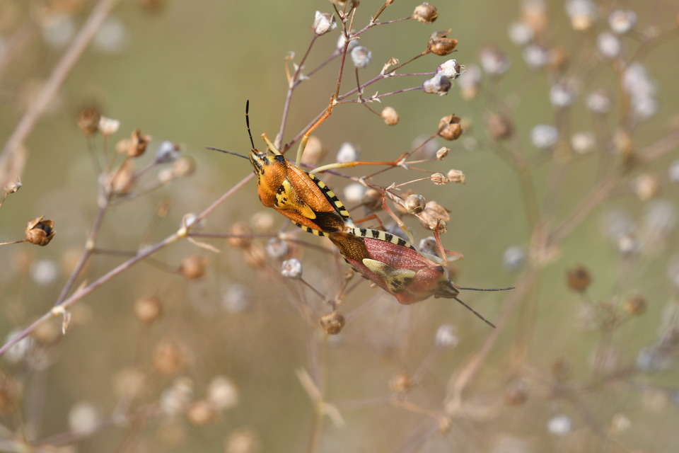 Carpocoris