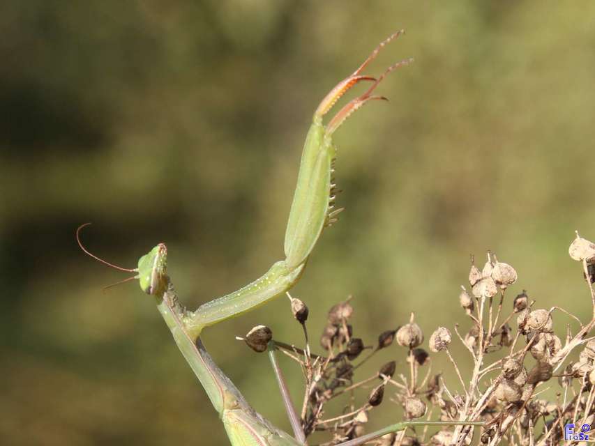 Mantis religiosa - imádkozósáska