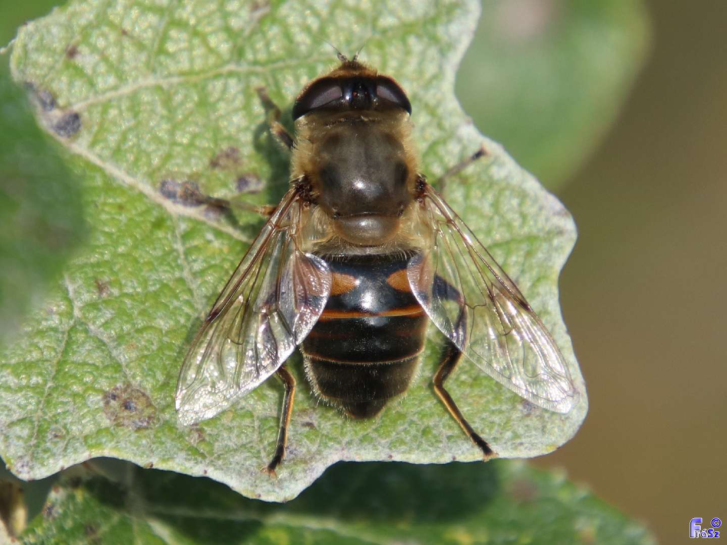 Eristalis tenax - közönséges herelégy