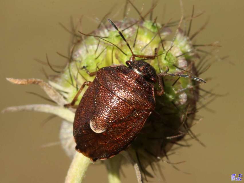 Rubiconia intermedia - bronzos címerespoloska Rubiconia intermedia - bronzos címerespoloska