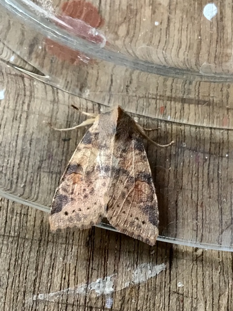 Cirrhia ocellaris - fakó sárgabagoly