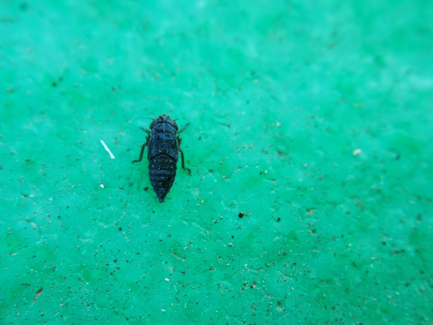 Cicadellidae - mezeikabócák