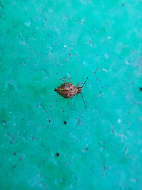 Sminthurus