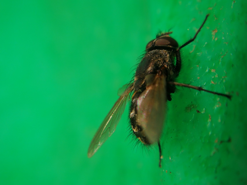 Pollenia