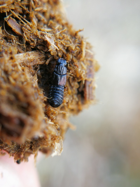 Anotylus Anotylus