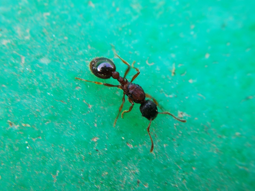 Myrmica