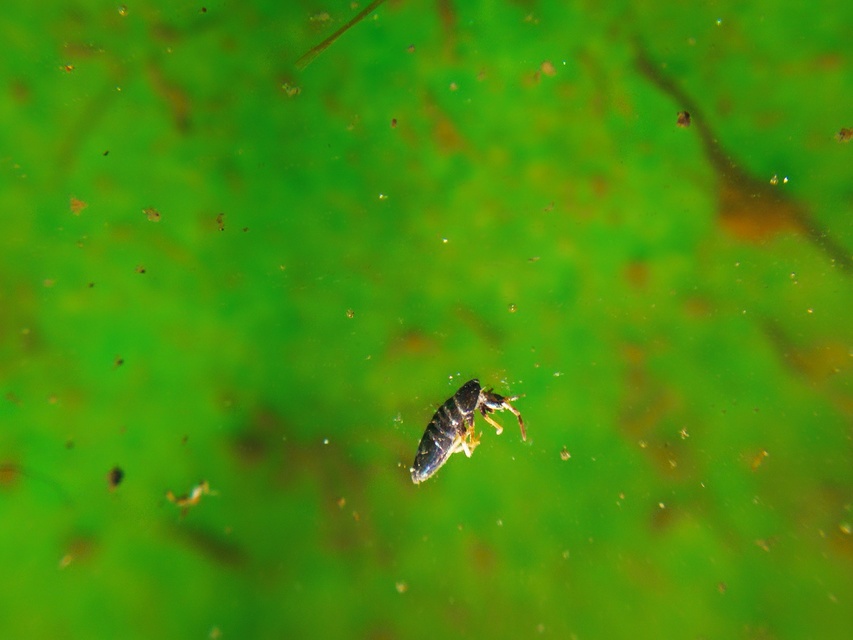 Collembola - Ugróvillások