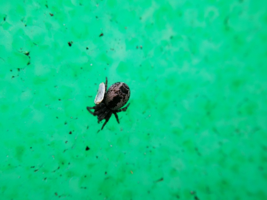 Dictynidae - hamvaspókok